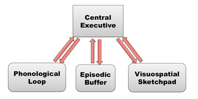 image of the working memory model